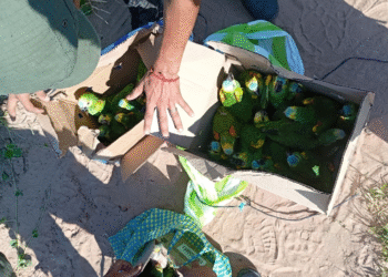Rescatan  25 loros y liberan nueve aves silvestres en su hábitat
