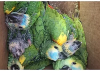 Rescataron 13 loros habladores que iban a ser vendidos por redes