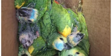 Rescataron 13 loros habladores que iban a ser vendidos por redes
