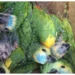 Rescataron 13 loros habladores que iban a ser vendidos por redes
