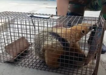 Rescataron un oso melero en cautiverio en Embarcación