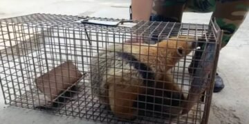 Rescataron un oso melero en cautiverio en Embarcación