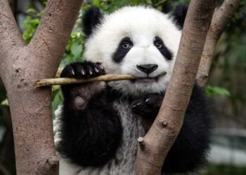 El oso panda ya no está en peligro de extinción