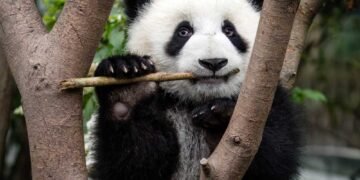 El oso panda ya no está en peligro de extinción