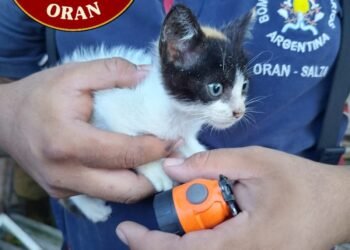 Bomberos rescataron un gatito bebé que había caído en un pozo