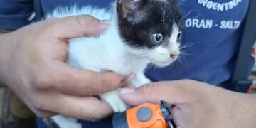 Bomberos rescataron un gatito bebé que había caído en un pozo