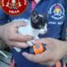 Bomberos rescataron un gatito bebé que había caído en un pozo
