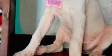 Se busca a “Alondra”, una perrita pérdida