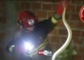 VIDEO: Bomberos Voluntarios capturaron y liberaron una víbora cascabel