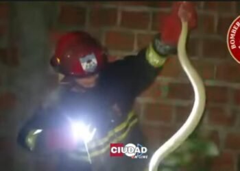 VIDEO: Bomberos Voluntarios capturaron y liberaron una víbora cascabel