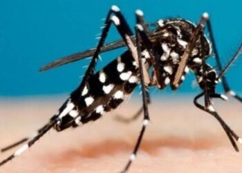 Salta confirmó 225 casos positivos de Chikungunya