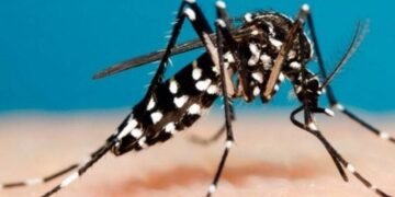 Salta confirmó 225 casos positivos de Chikungunya