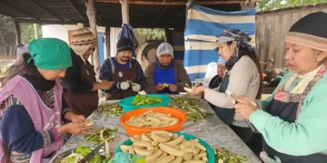 Productores oranenses elaboran harina de banana verde