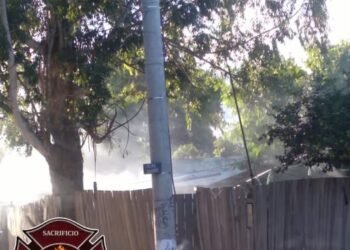 Abejas atacaron a vecinos y mataron a dos perros