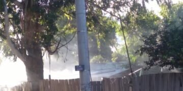 Abejas atacaron a vecinos y mataron a dos perros