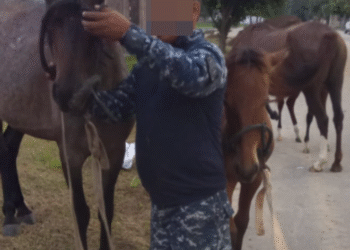 Caballería incautó caballos sueltos