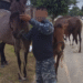 Caballería incautó caballos sueltos