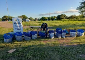Despacharon de Orán a Buenos Aires 222 kilos de hojas de coca dentro de cinco encomiendas