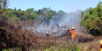 Incendio forestal en calle Córdoba al final