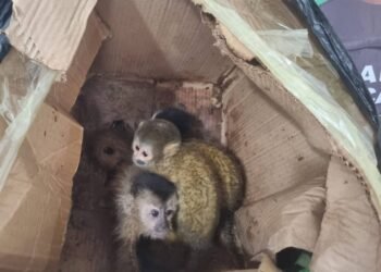 Trasladaban una caja con cinco monos tití