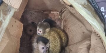 Trasladaban una caja con cinco monos tití