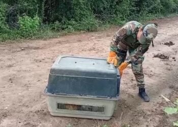 Recataron y liberaron un oso melero