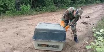 Recataron y liberaron un oso melero