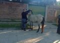 Siguen incautando caballos sueltos en la vía pública