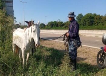 Incautaron animales sueltos en Hipólito Yrigoyen