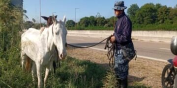 Incautaron animales sueltos en Hipólito Yrigoyen