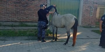 Siguen incautando caballos sueltos en la vía pública