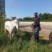 Incautaron animales sueltos en Hipólito Yrigoyen