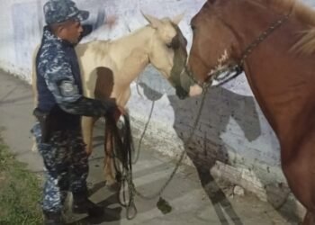 Caballería incautó animales sueltos en Orán