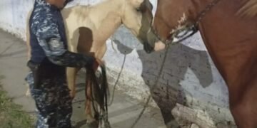 Caballería incautó animales sueltos en Orán