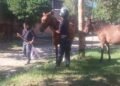 Caballería secuestró seis caballos en la vía pública