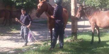 Caballería secuestró seis caballos en la vía pública