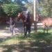 Caballería secuestró seis caballos en la vía pública