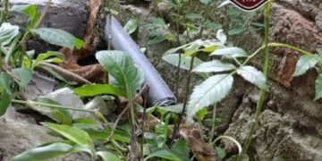 Bomberos extrajeron una culebra de una vivienda