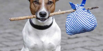 El domingo habrá desfile y adopción de mascotas