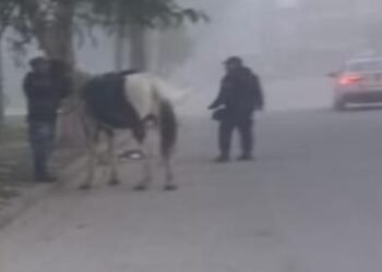 Caballería incautó animales sueltos en Orán