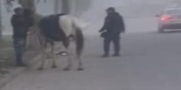 Caballería incautó animales sueltos en Orán