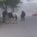 Caballería incautó animales sueltos en Orán