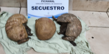 La policía rescató tres quirquinchos con vida