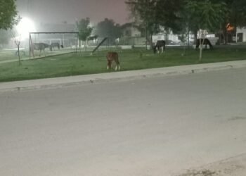 Siguen los caballos sueltos en la vía pública