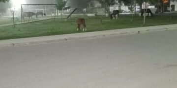 Siguen los caballos sueltos en la vía pública