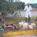 Secuestraron 60 kilos de carne transportados en forma irregular en Capital