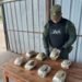 Descubrieron dos almohadas rellenas con 4 kilos de marihuana