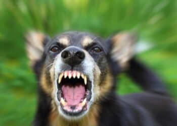 Salta registra 300 mordeduras de perros en el primer cuatrimestre del año