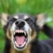 Salta registra 300 mordeduras de perros en el primer cuatrimestre del año
