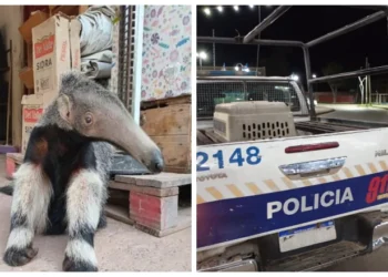 Pichanal: Rescataron a un oso hormiguero del patio de una vivienda
